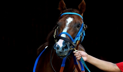 How Exercise Affects Nutrient Requirements of the Performance Horse