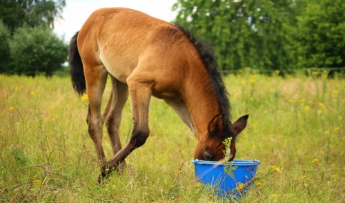 Formulating Horse Feeds