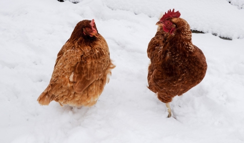 Winterizing Your Flock