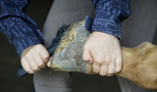 How Nutrition Affects Hoof Growth