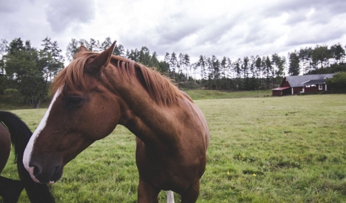 How to Adjust Horses to the Changing Seasons