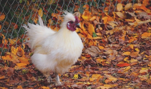 Keeping your Hens Healthy and Laying This Fall