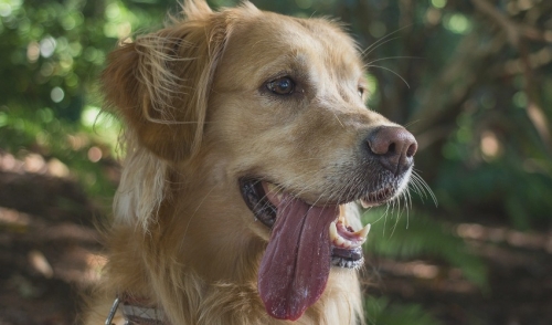 Symptoms of and Treating Heat Stress in Your Pets
