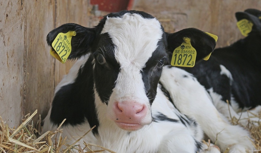 tips-for-creep-feeding-calves-horse-hound-country-store