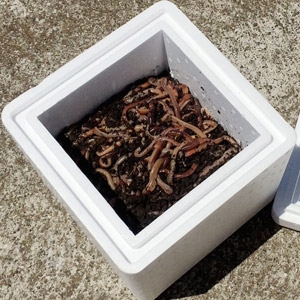 Baitmaster giant canadian nightcrawlers Clearance