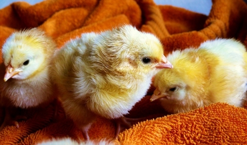 Chick Days Order List and Pricing