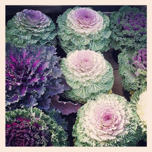 Ornamental Cabbage & Kale | Sawyer Garden Center