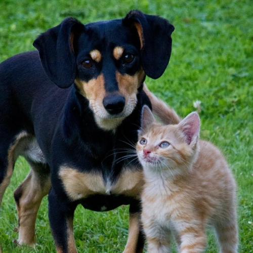 Adopting? Get Free Exclusive Food, -10% Supplies