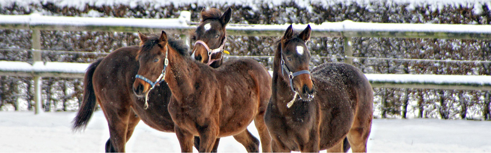 To Devine Feed And Pet Home Pet Supplies, Feed Store