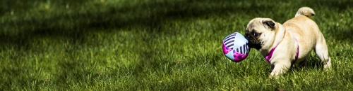 Start preventing fleas & ticks now.