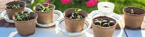 Get Growing!