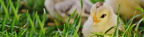 Chick Days are Coming!