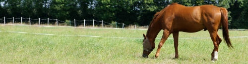Equine Fly Control