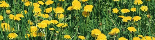 Are Weeds Invading Your Lawn?