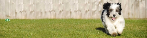 Agway® is Your Pet Care Headquarters