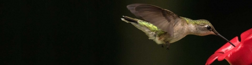 Hummingbird Season!