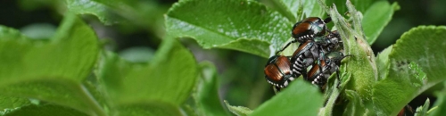 Don't Let Bugs Bug You!