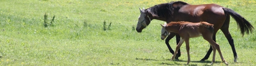 Quality Farm & Animal Products