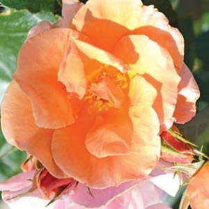 Nectar rose hot