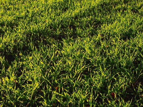 $5 Off 25lb Grass Seed With Penn Mulch Purchase