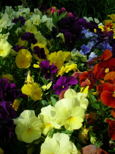 Specialty Annuals Now $2.99/each