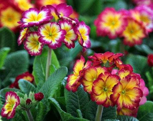 Perennials Now 25% Off Regular Price