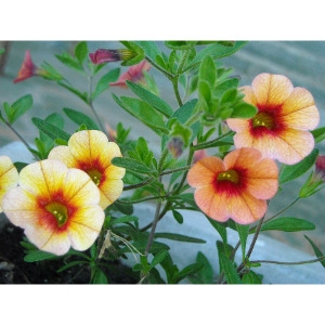 25% Off Perennials