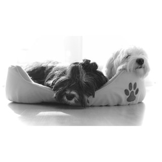 Pet Beds Now $12.99