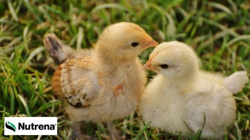 Nutrena Chick Days