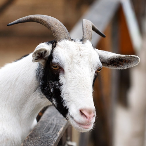 Product Catalog, Purina, Sportmix, Weaver Leather, BWI, Buck Buster Seed, Lone Star Feed, Farnam