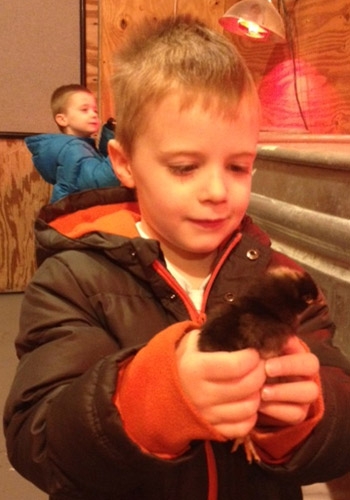 New Egypt boy with chick