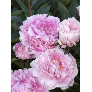 Sarah Bernhardt Double Peony East River Nursery Huron Sd