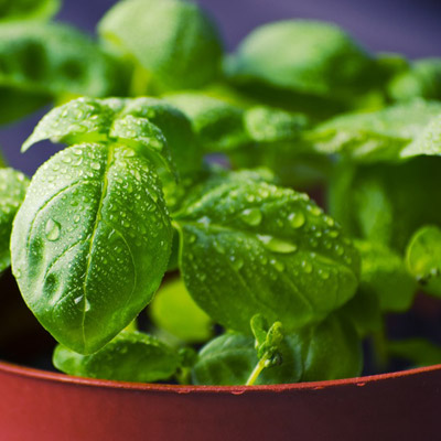 Basil