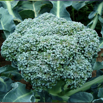 Broccoli