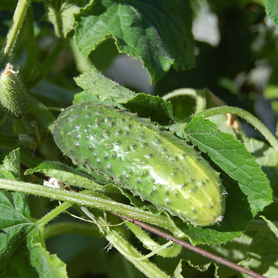 Cucumber