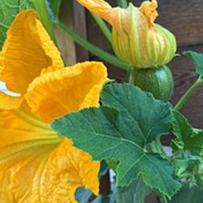 Squash