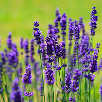 Lavender