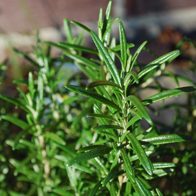Rosemary