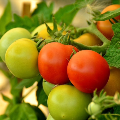 Tomatoes
