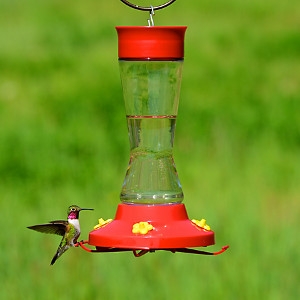 Perky Pet Glass Pinch Waist Hummingbird Feeder With Free Nectar