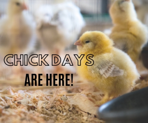 2019 Chick Order Form