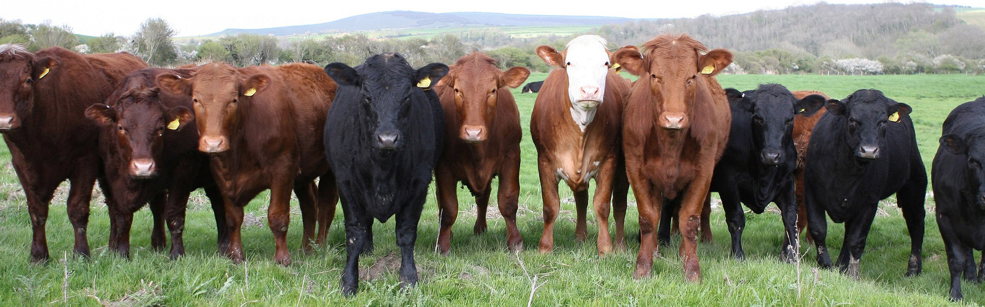 Lincoln County Farm Proudly Serving Central Oklahoma for 40 years