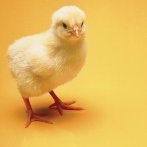 Baby Chicks Arrive