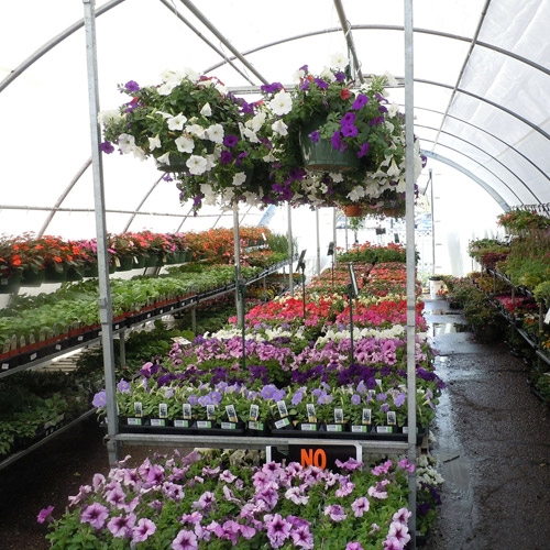 Greenhouse
