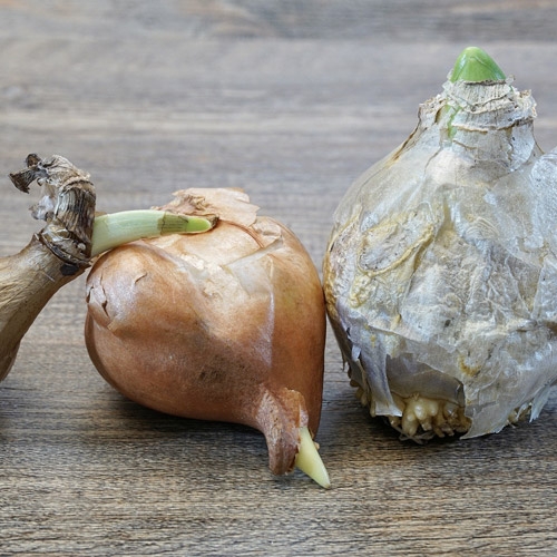 Bulbs