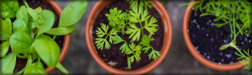 Get your 'Green Thumb' growing!
