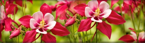 Shoal Creek Nursery Austin Plant Tx Layer Your Home And Garden