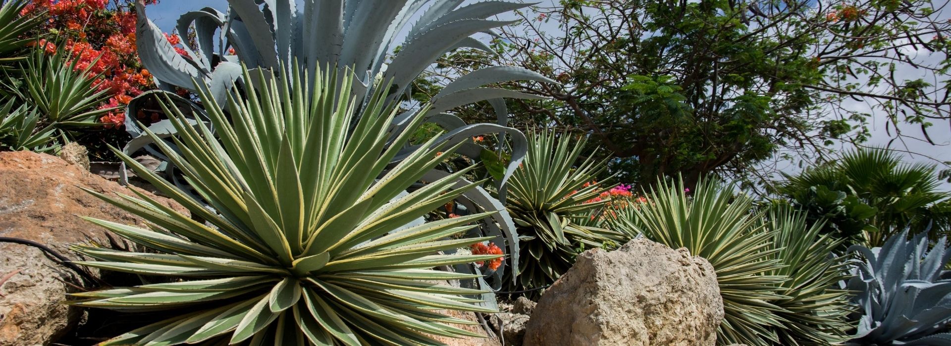 Rail City Garden Center, Reno Sparks Nursery, Rail City Landscape, Reno