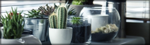 Fill your home with beautiful plants...