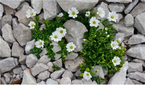 Plant a Rock Garden